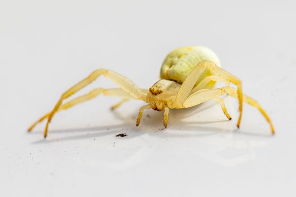 Tout savoir sur les mystérieuses araignées blanches