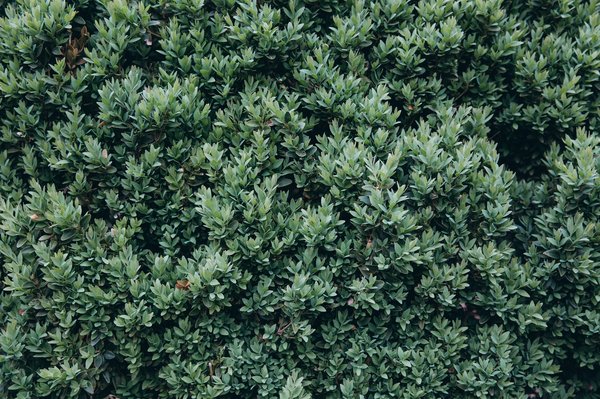 Comment utiliser le lierre artificiel pour embellir votre intérieur ?