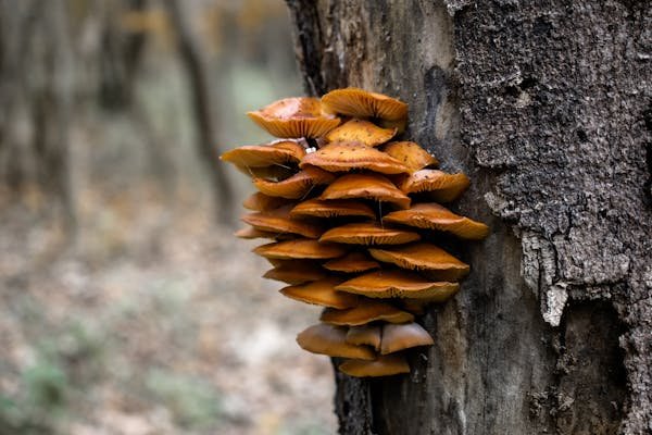 Champignon maison : comment les traiter efficacement ?