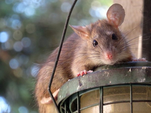 Comment repérer la présence des rats dans votre maison : les signes à surveiller ?