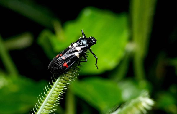 Quels sont les atouts d'une entreprise spécialisée dans le traitement des vrillettes ?
