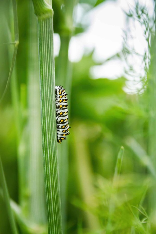 Comment lutter l'invasion des chenilles processionnaires dans le 77 Seine et Marne ?