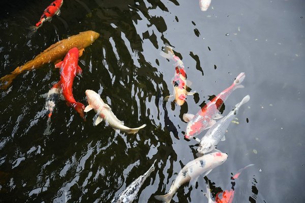 Comment planifier un déménagement en respectant les principes du Feng Shui ?