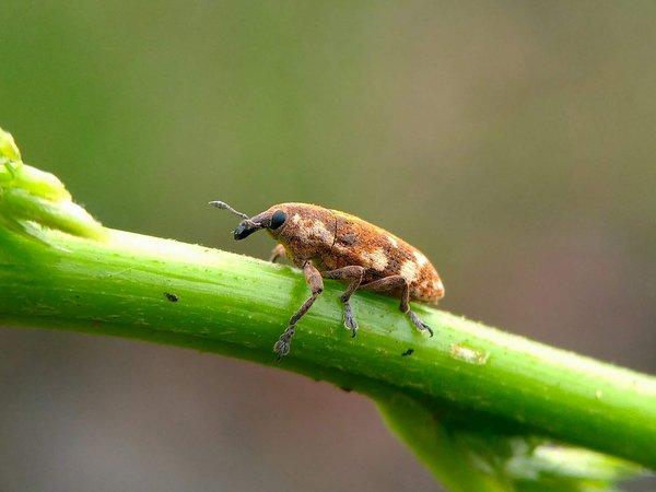 Les nématodes pour papillon palmier et charançon rouge : bien respecter le dosage pour une meilleure application